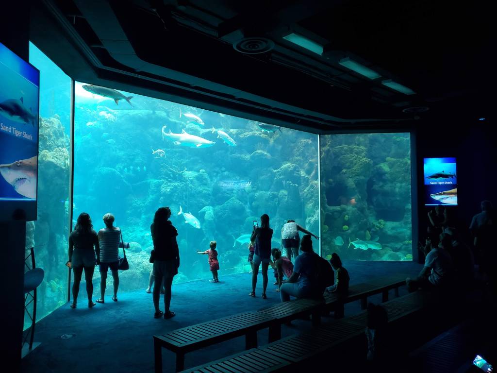 Florida Aquarium, Tampa CityPass, Tampa Bay, Coral Reef, Sharks, Fish, sea turtles, string rays